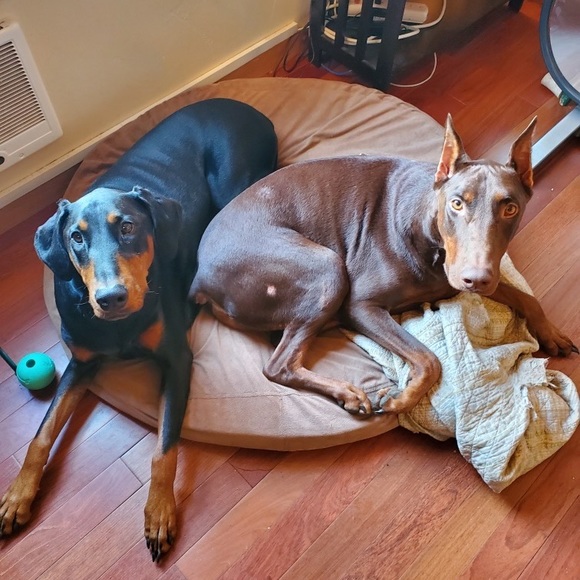 Meet your Posher, Ca - Picture 5 of 16